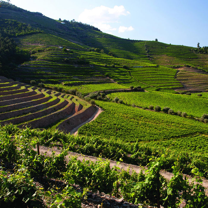 Warre's Vineyards In Portugal