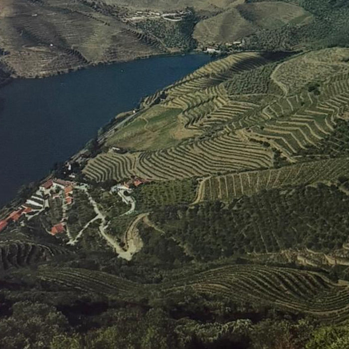 Day 2: Harvest 2026 With The Fladgate Partnership & Mentzendorff