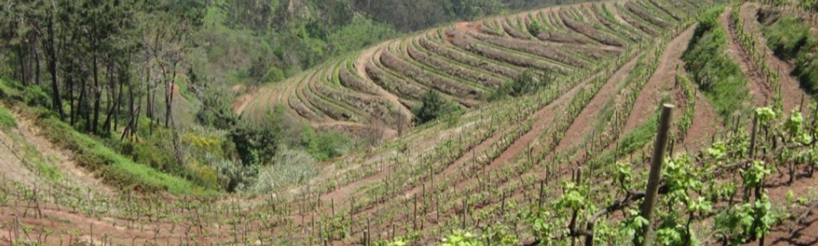 The History Of Henriques & Henriques