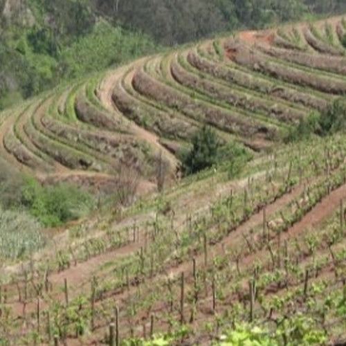 The History Of Henriques & Henriques