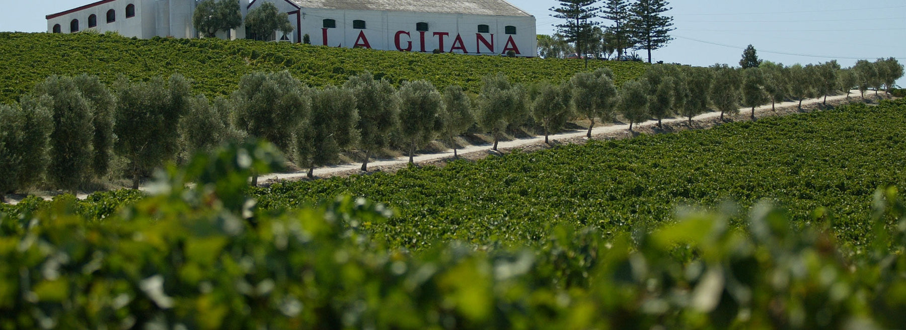 Hidalgo Bodega