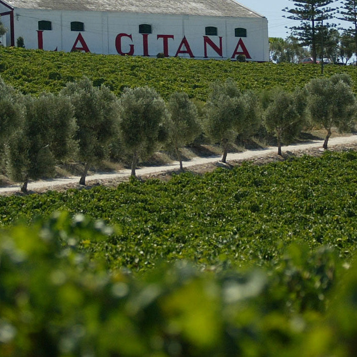 Hidalgo Bodega