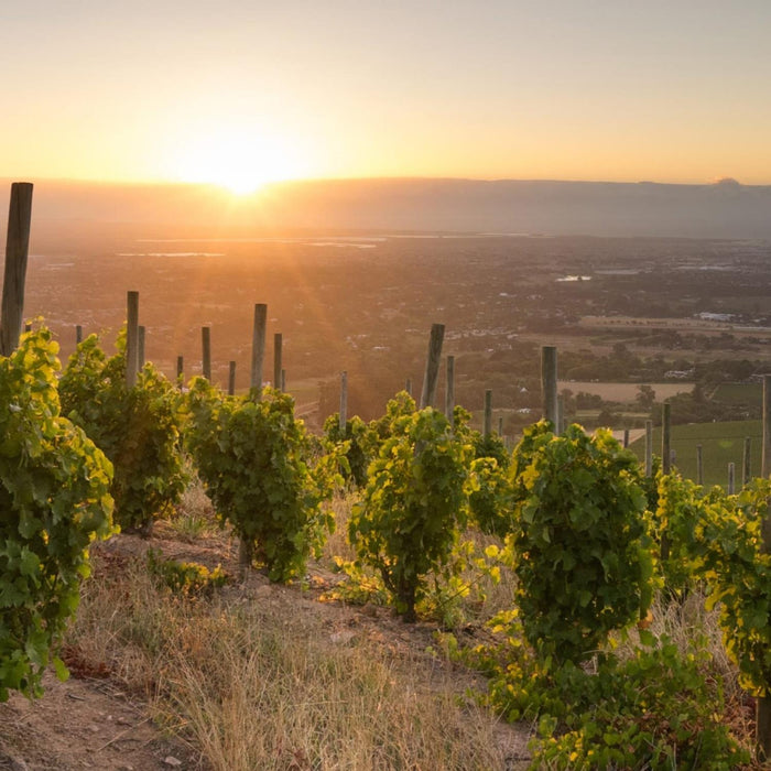 Klein Constantia Vines