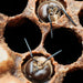 Bees In Honeycomb