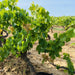 Vines In Vineyard