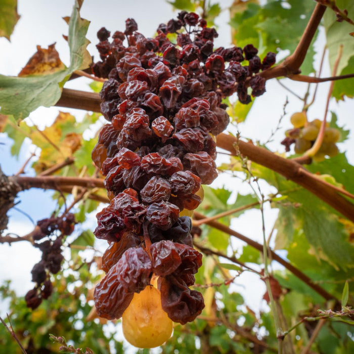Noble Rot Grapes