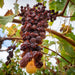 Noble Rot Grapes
