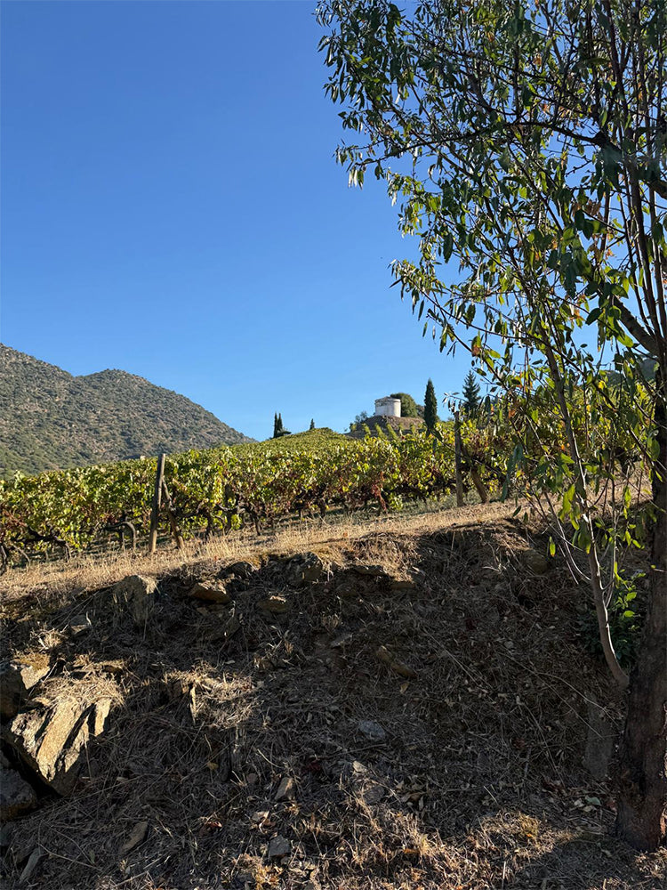 Croft Vines