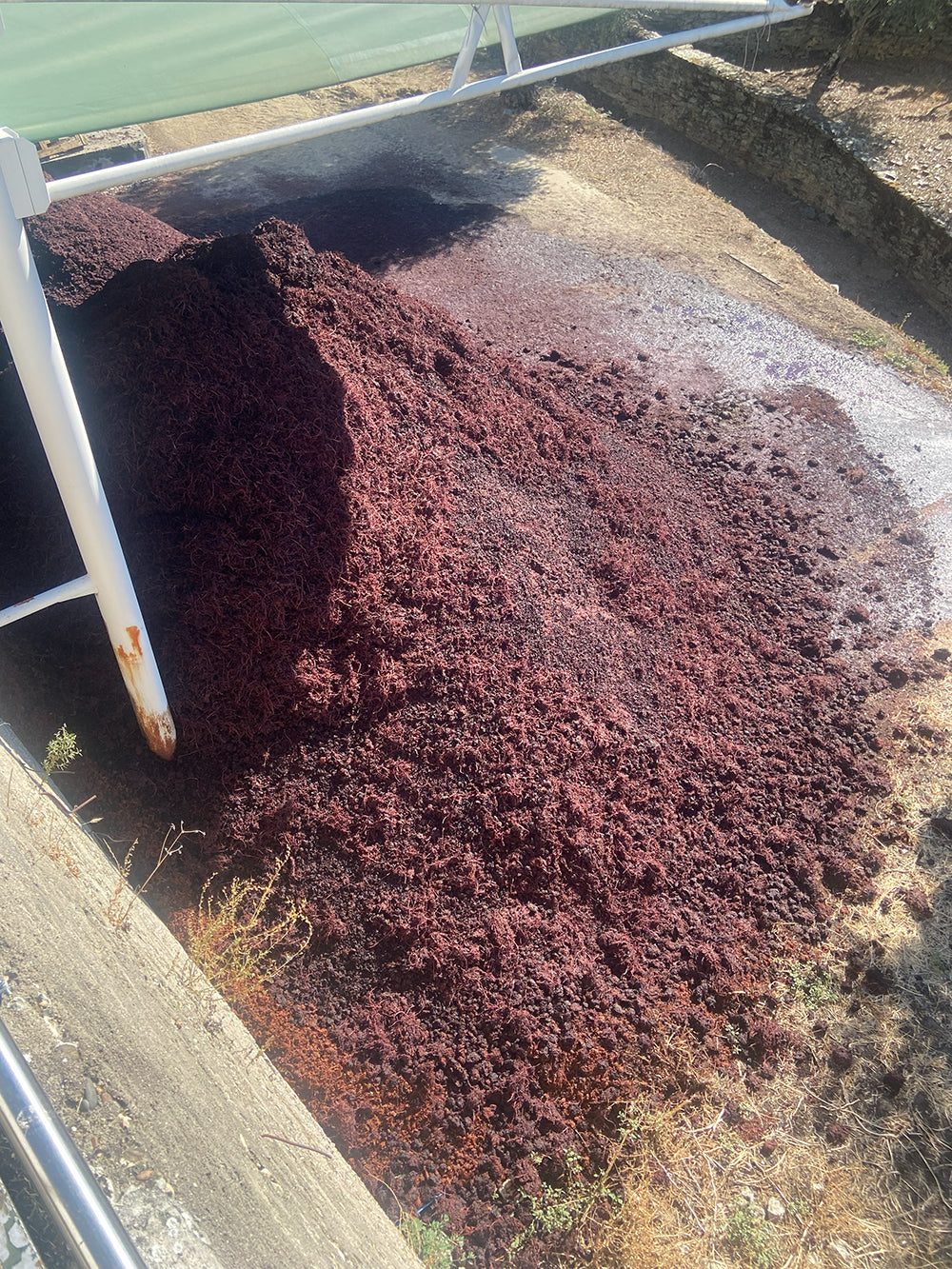 Grape Waste For Compost