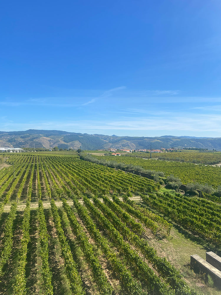 Quinta De Casal De Celeiros Rooftop View