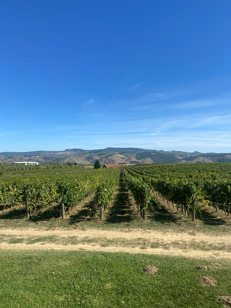 Quinta De Casal De Celeiros Vineyard