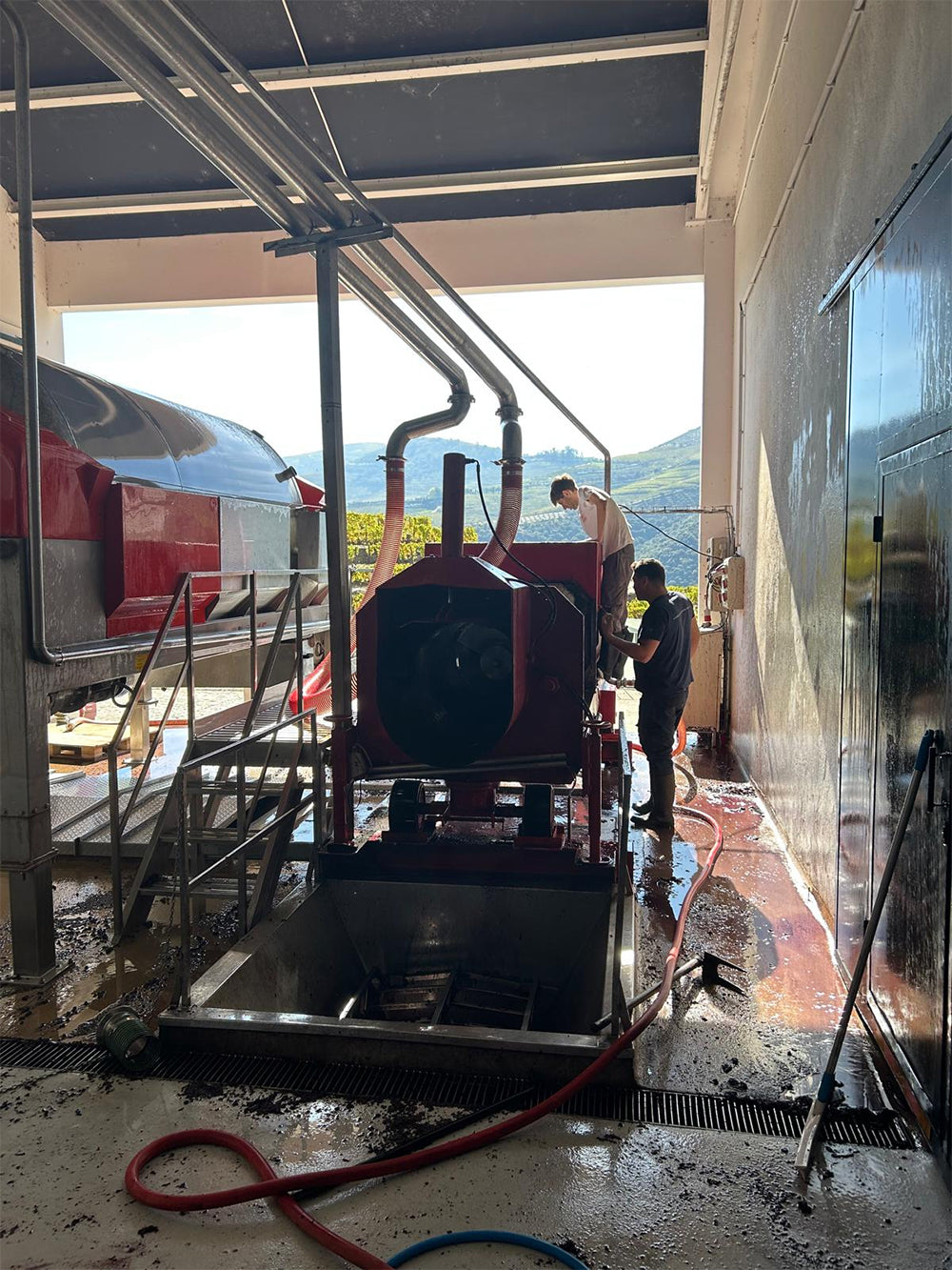 Sorting Grapes