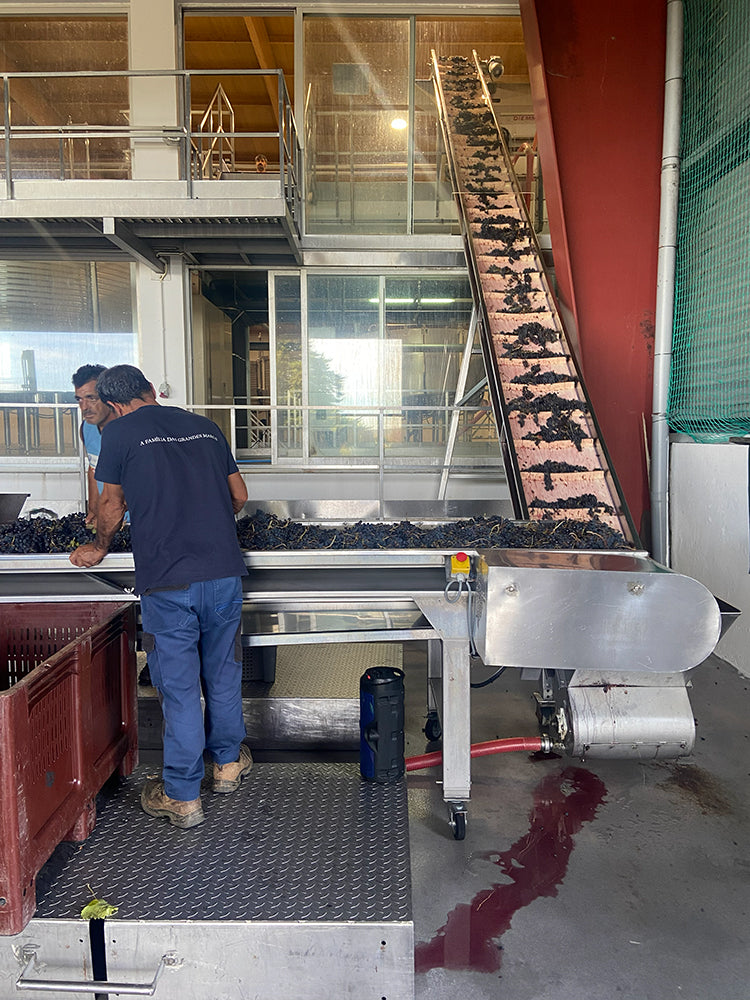 Harvest in action. Grapes are hand-sorted before heading up the conveyor into the winery