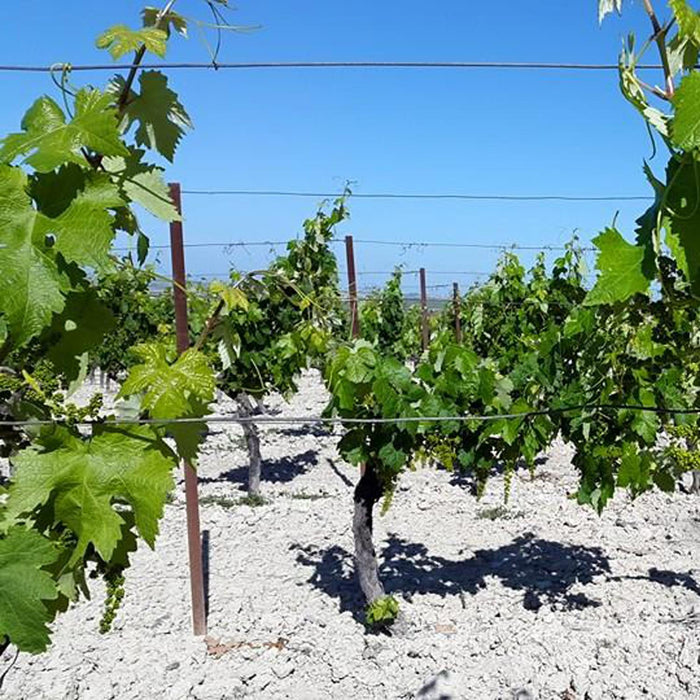 Hidalgo La Gitana Pedro Ximenez Triana