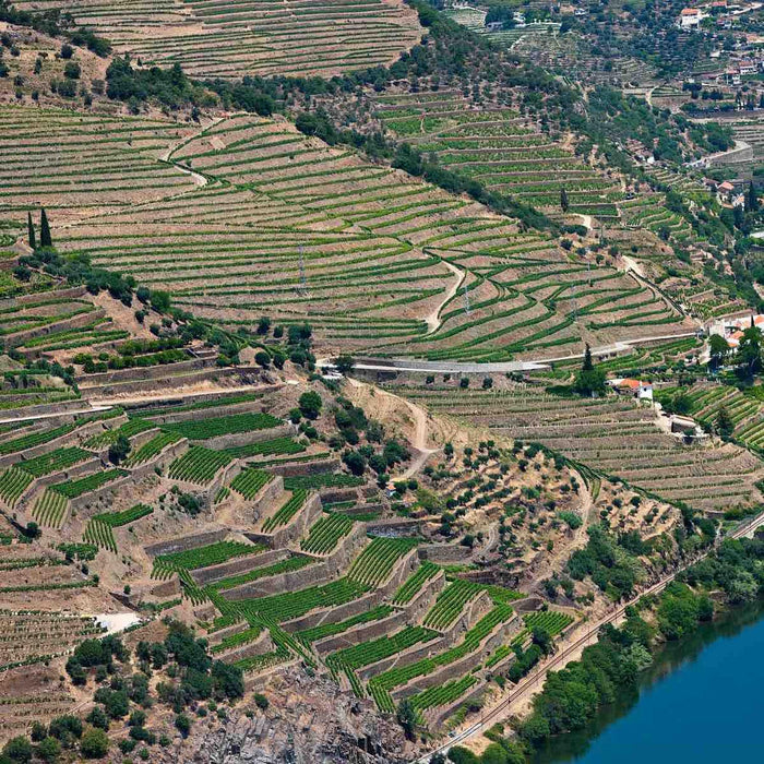 Quinta De La Rosa Vineyards In Portugal