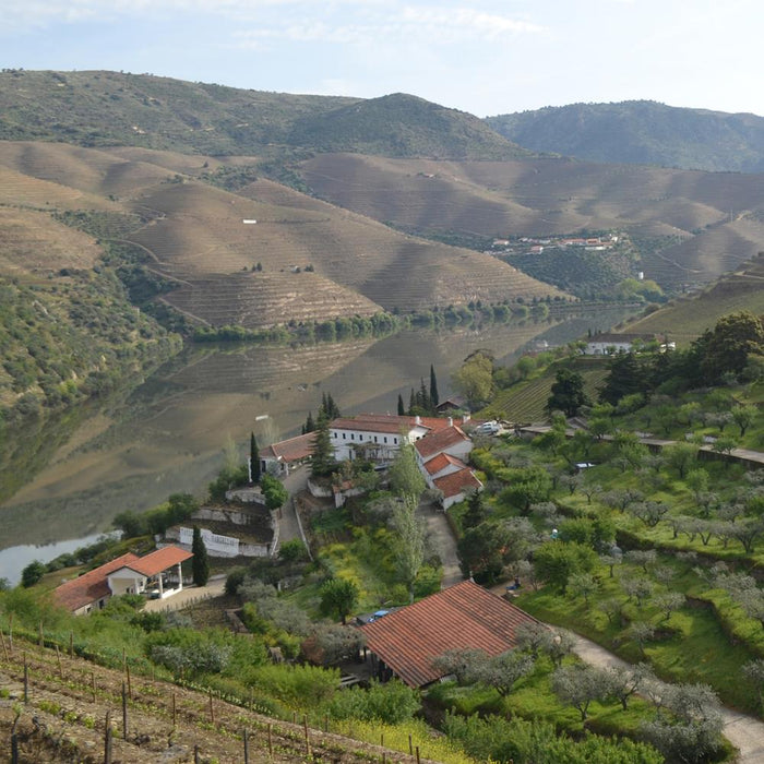 Taylors Vineyards In Portugal