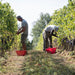 San Giusto A Rentennano Vin San Giusto 2014 Harvesting