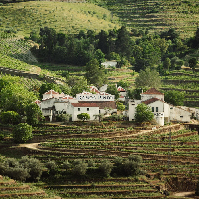 Ramos Pinto Vineyards In Portugal